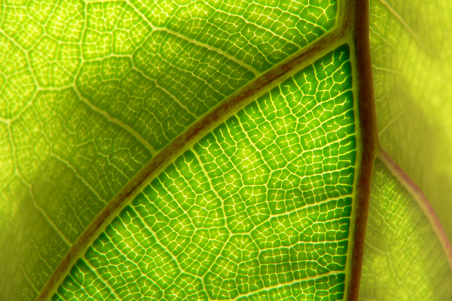 Leaf_pattern